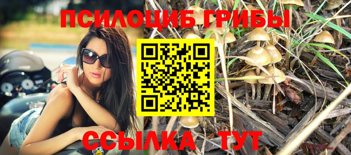 Зеленогорск  Псилоцибиновые грибы Cubensis  Псилоцибиновые грибы мухоморы  Вход с VPN 